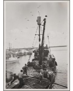 Fish harbor at Terminal Island, Slavonian and other fisherman arriving